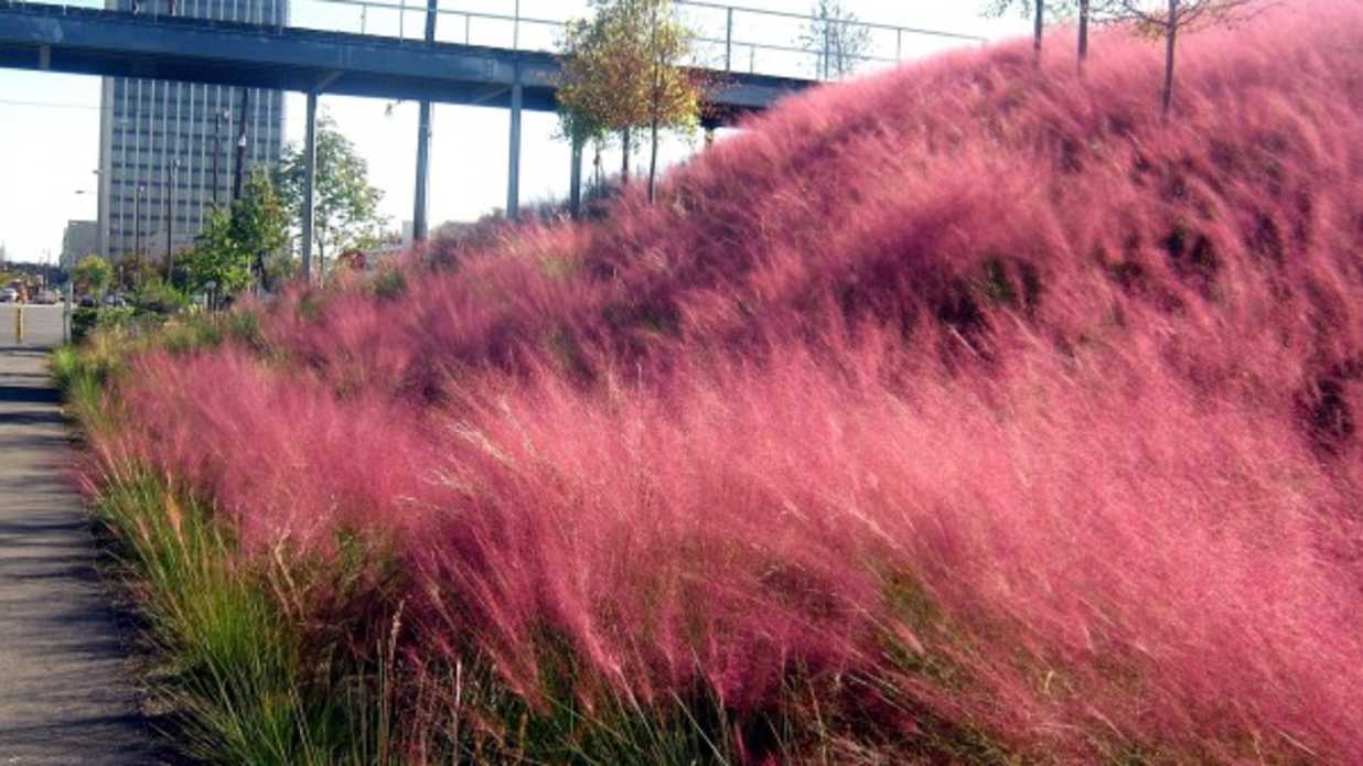 Muhlenbergia capillari